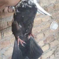 کفترگرفتنی شب وتعدادی روز