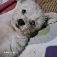 توله شیتزو ماده