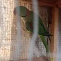 شاه طوطی اماده