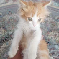 گربه پشمالو