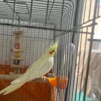 عروس هلندی ماده