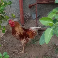 خروس