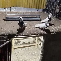 کبوتر طوقی|پرنده|کرج, پیشاهنگی|دیوار