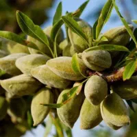 بادام اصلاح شده و با کیفیت|خدمات باغبانی و درختکاری|بن, |دیوار