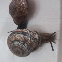 فروش عمده حلزون ائوبانیا