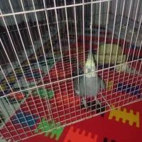 عروس هلندی نر