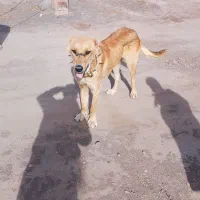 سگ ۱۱ ماهه گوسفندی