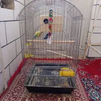 فروش جفت طوطی برزیلی|پرنده|فسا, |دیوار
