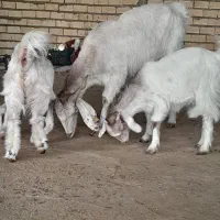 بز بزغاله پاکستانی