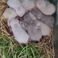 مادر و ۱۱ بچه همستر|موش و خرگوش|سنندج, |دیوار