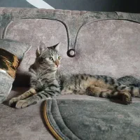 گربه واگذاری رایگان رایگان|گربه|بجنورد, |دیوار