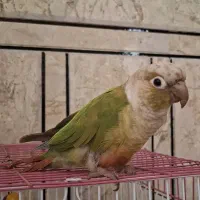 طوطی گرینچیک