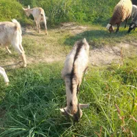بز آلپاین نر|حیوانات مزرعه|گرگان, |دیوار