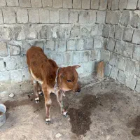 گاو شیری|حیوانات مزرعه|قشم, |دیوار