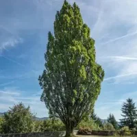 زمین فروشی سربیژن