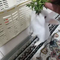 خرگوش
