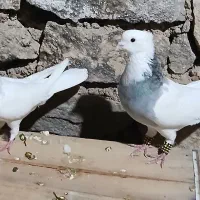 کبوتر طوقی صحرایی