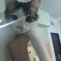 گربه ارومو بازیگوش