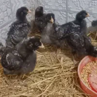 فروش جوجه پلیموت|حیوانات مزرعه|قائمشهر, |دیوار