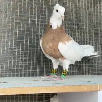 طوقی|پرنده|ورزنه, |دیوار