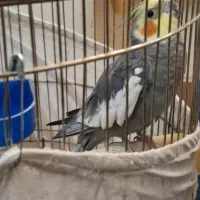 عروس هلندی نر و ماده|پرنده|تهران, بروجردی|دیوار