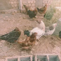 مرغ وخروس محلی