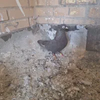 چشنوک طوقی ماده|پرنده|مسجد سلیمان, |دیوار