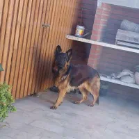 ۲قلاده سگ ژرمن شولاین شجره دار   موبلند نر وماده