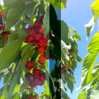 باغ گیلاس وآلبالووزمین کشاورزی