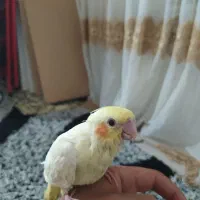 جوجه عروس هلندی سرلاکی|پرنده|اهواز, کیانشهر|دیوار