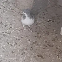 کبوتر بدرنگ|پرنده|قزوین, |دیوار