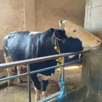 گاو گوشتی سمینتال درجه یک بدون شکم کیلو ۳۵۰|حیوانات مزرعه|میانه, |دیوار