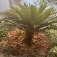 درخت سیکاس سالم