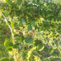 عسل  کنار|عمده‌فروشی|برازجان, |دیوار