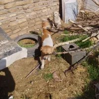 سگ پاکوتاه|سگ|نیشابور, گنبد سبز|دیوار