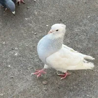 کفترطوقی آبی