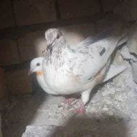 کبوترتهرانی