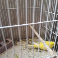 فروش فوری مرغ عشق|پرنده|دوگنبدان, |دیوار