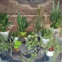 گل سانسوریا هویا