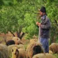 چوپان برای گوسفندان