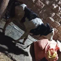 گوساله سمینتال ماده چاق|حیوانات مزرعه|مسجد سلیمان, |دیوار