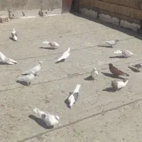 کبوتر مخصوص سخت کردن