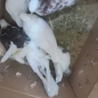 کفتر|پرنده|اشترینان, |دیوار