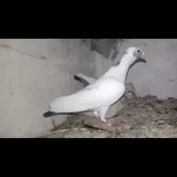 نرماده وجوجه ابلغ