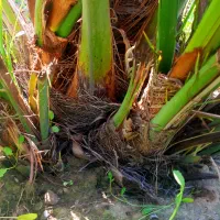 پاجوش نخل حاج باقری