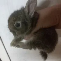 خرگوش ۲۵ روزه|موش و خرگوش|کردکوی, |دیوار