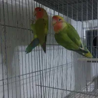 طوطی برزیلی