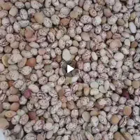 فروش لوبیا چیتی 2تن بوجاری شده کیسه 30کیلویی