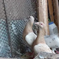 کبوترهفترنگ