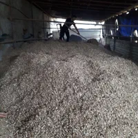 پوست بادام زمینی خشک درجه 1 و تولید روز|خدمات باغبانی و درختکاری|آستانه اشرفیه, |دیوار